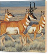 Antelope, Pronghorn Wood Print