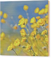 Anza Borrego Desert Sunflower Wood Print