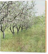 Apple Orchard Wood Print