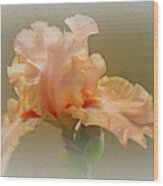 Apricot Iris 4 Wood Print