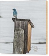Aril 5th Blue Bird Wood Print