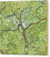 Arnos Park Trees Summer 1 Wood Print