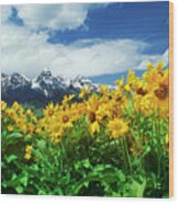 Arrowleaf Balsamroot Grand Tetons National Park Wyoming Wood Print