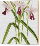Arundina Bambusaefolia Orchid Wood Print