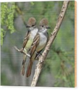 Ash-throated Flycatchers Wood Print