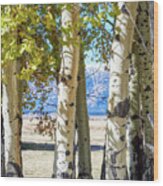 Aspen Trees Wood Print