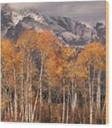 Aspen Trees With Autumn Colours, Grand Teton National Park, Wyoming Usa Wood Print