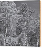 Aspens In Black Hills In Fall Wood Print