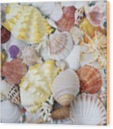 Assorted Seashells, Full Frame Wood Print