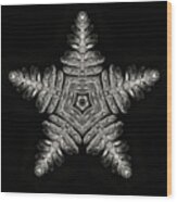 Asteroidea Polypodiophyta - Starfish Fern Creation Wood Print