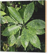 Aucuba Japonica Plant Leaves Wood Print
