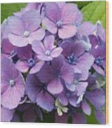 August Hydrangea Wood Print