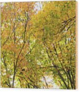 Autumn Awe Wood Print