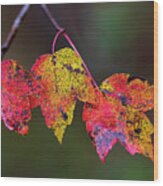 Autumn Colored Leaf Trio In The Croatan Wood Print