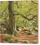 Autumn Colours In Derbyshire Wood Print