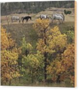 Autumn Grazing In Eastern Montana Wood Print