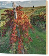 Autumn In The Vineyard Wood Print