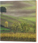 Autumn In Tuscany, Trees And Vineyard. Castellina In Chianti, It Wood Print
