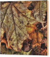 Autumn's Song Wood Print