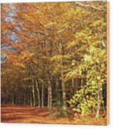 Avenue Through Autumn Forest Sunrise Wood Print