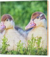 Baby Ducks Ready For Play Time Wood Print