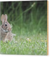 Baby Eastern Cottontail Rabbit Wood Print