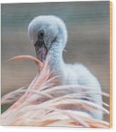 Baby Flamingo 14 Days Old 5 Wood Print