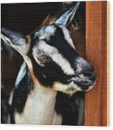 Baby Goat Wood Print