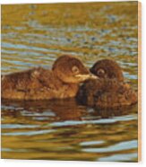 Baby Loons Wood Print