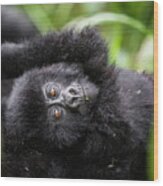 Baby Mountain Gorilla Close-up Wood Print
