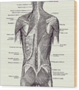 Back And Glutes - Human Muscular System 2 Wood Print