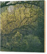 Backlit Bough Wood Print