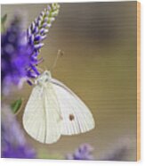 Backyard Cabbage White Butterfly Wood Print