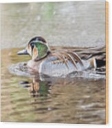 Baikal Teal, A Beautiful And Rare Visitor In Sweden Wood Print