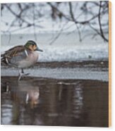 Baikal Teal A Rare Visitor In Sweden Wood Print