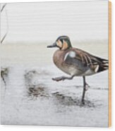 Baikal Teal, The Beautiful And Rare Visitor In Sweden, Walks Wit Wood Print