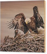Bald Eagle And Eaglet In Nest Wood Print