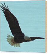 Bald Eagle Close Up Wood Print