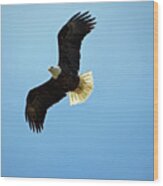 Bald Eagle Overhead Wood Print