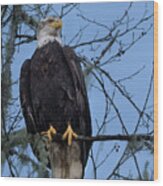 Bald Eagle Perched Over Skagit River Wood Print