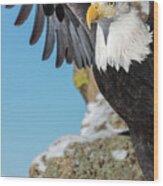 Bald Eagle Stretch Wood Print