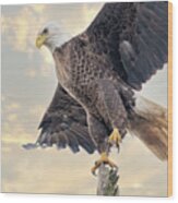 Bald Eagle Takeoff 1116 Wood Print