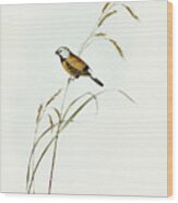 Banded Grass Finch, Poephila Cincta Wood Print