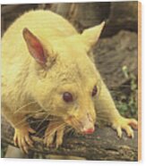 Banner Of Golden Brushtail Possum Wood Print