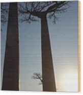 Baobab Alley At Sunset In Madagascar Kn12 Wood Print