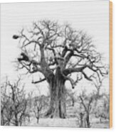 Baobab View Wood Print