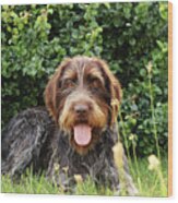 Barbu Tcheque Typical For Czech Republic Lying In Shadow During Hot Summer Days. Female Dog With Tongue Out Is Looking At Camera. Outdoor Activities. Tired After Hunting. Happy Expression Wood Print