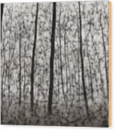 Bare Forest Wood Print
