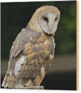 Barn Owl Looking On Wood Print