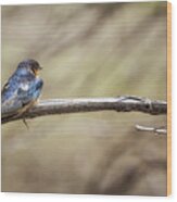 Barn Swallow On A Branch Wood Print